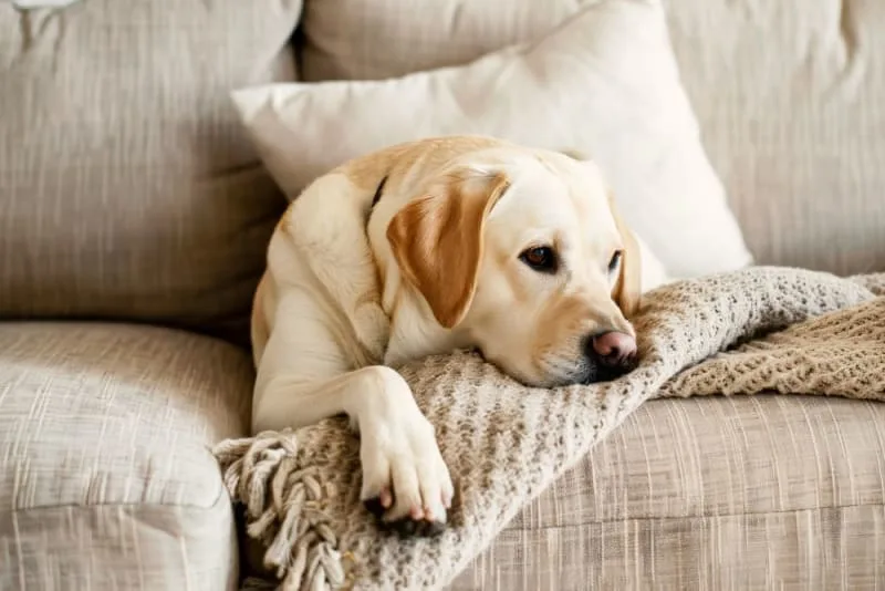 How to Tell If My Dog Has Been Poisoned
