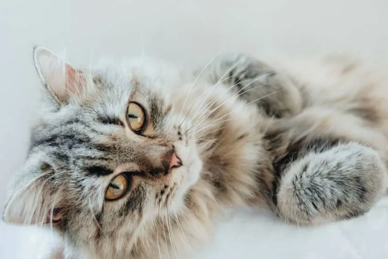 Anemia In Cats