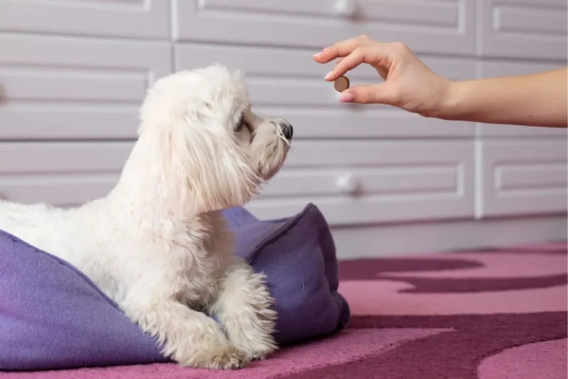 Hookworm in Dogs: Signs, Treatment & Prevention