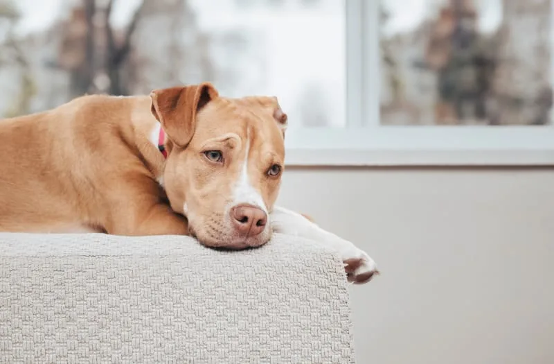 Types of Anemia in Dogs