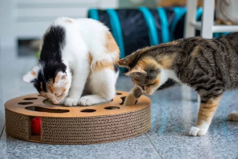 Do cats get lonely when left alone?