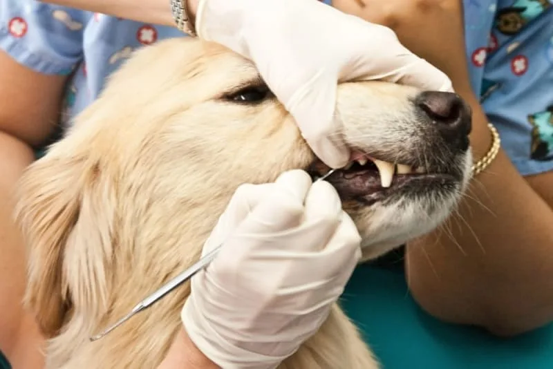 Fractured Teeth in Dogs