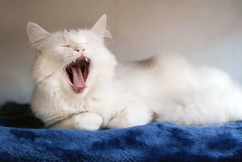 Dental Disease in Cats - Common Cat Teeth Problems