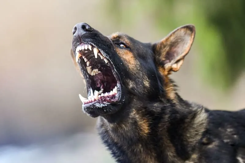 Can a vaccinated dog get rabies?