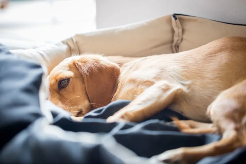 Signs of Pain & Discomfort in Dogs