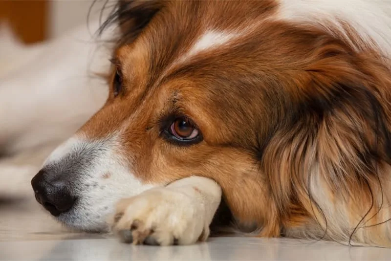 Dog Behavior Change After Vaccination