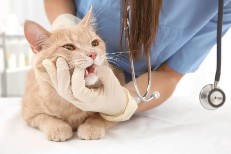 Cat Tooth Extractions: What to Expect & What to Watch For