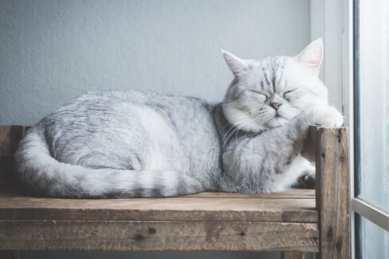 Cat Breeds That Live The Longest