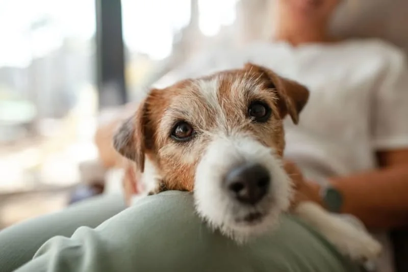 How to Take Care of a Senior Dog: Tips & Advice