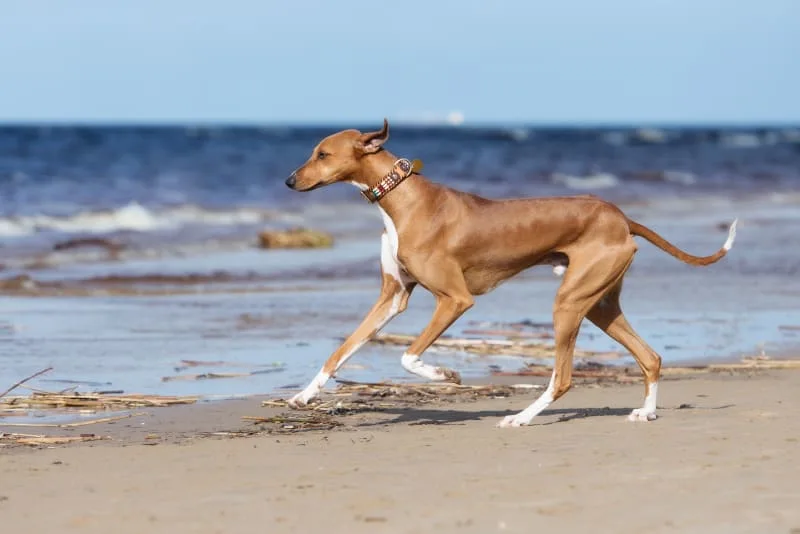 ACL Conditions In Dogs