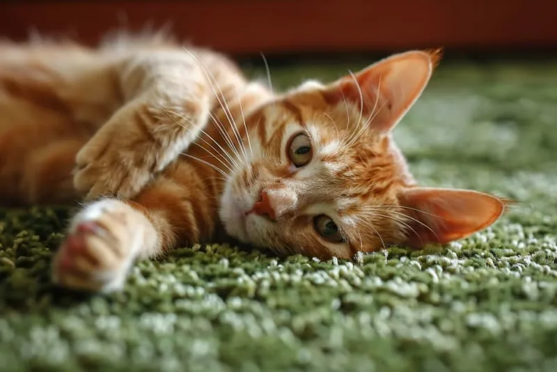 Diabetes in Cats