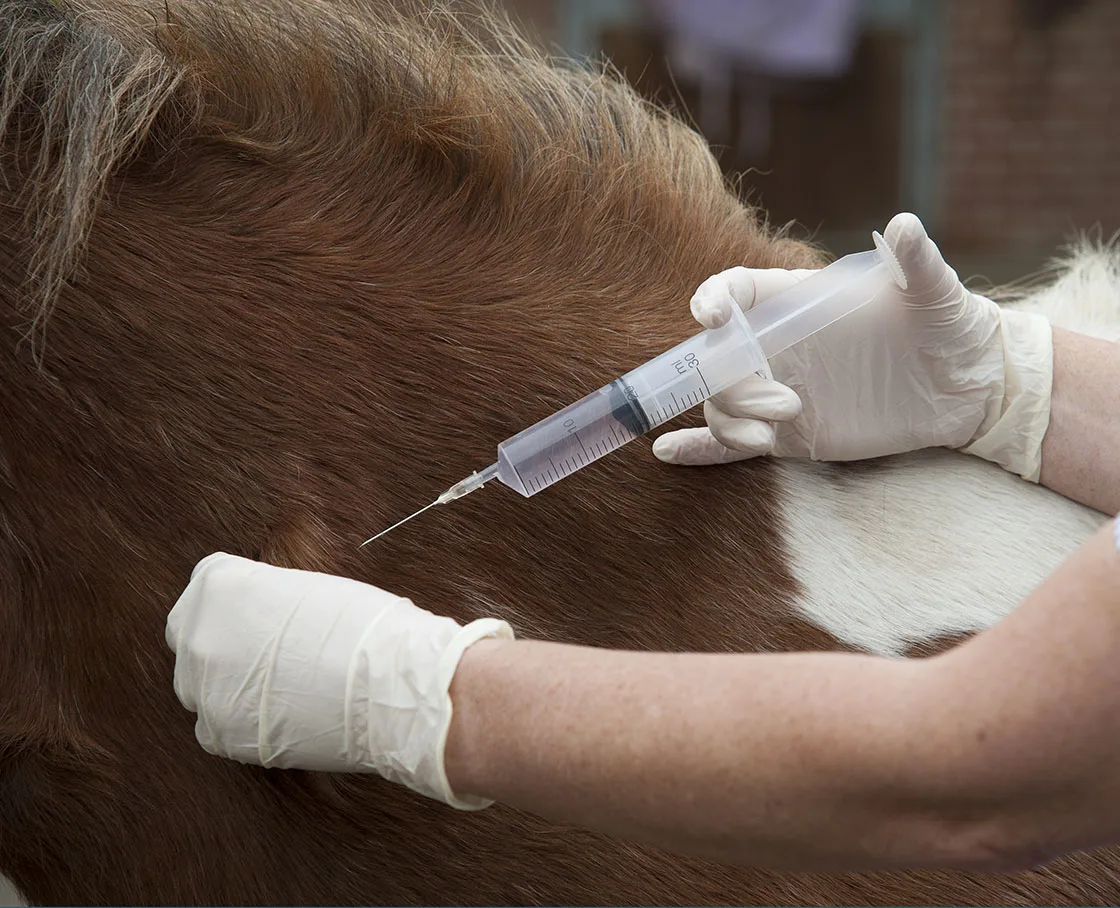 gloved hand with vaccine into horse neck