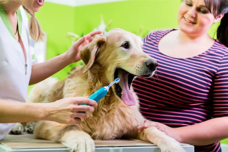 Bad Breath in Dogs: Causes & Remedies