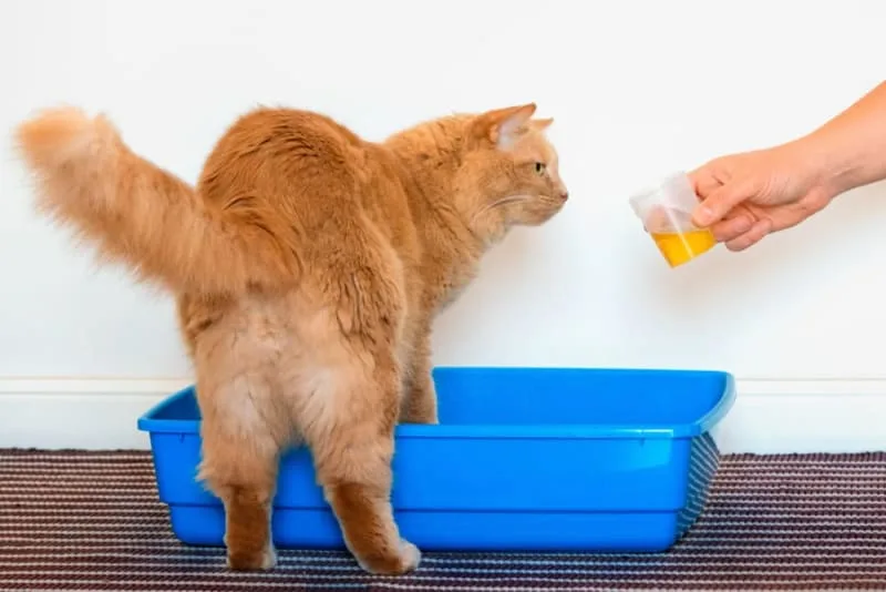 Why Does My Pet Need a Urinalysis?