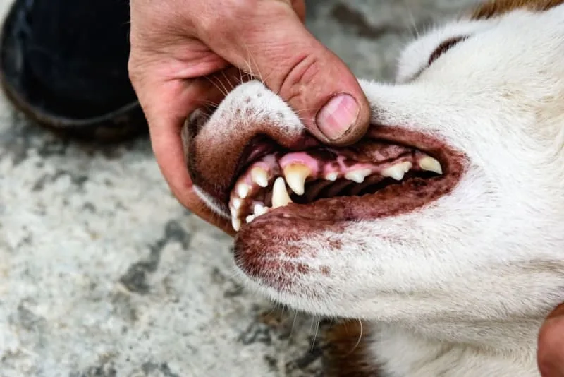 Cavity in Dogs
