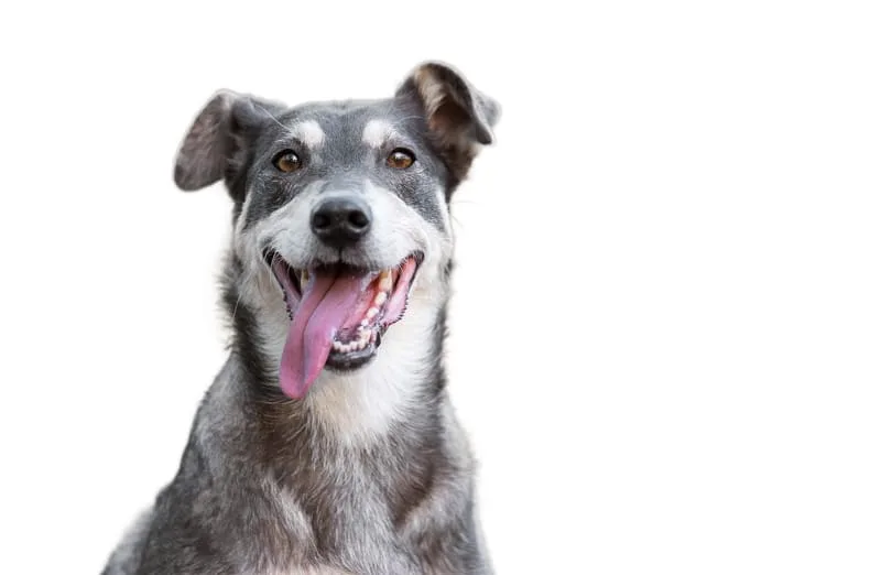 What is the most common cause of diarrhea in dogs?