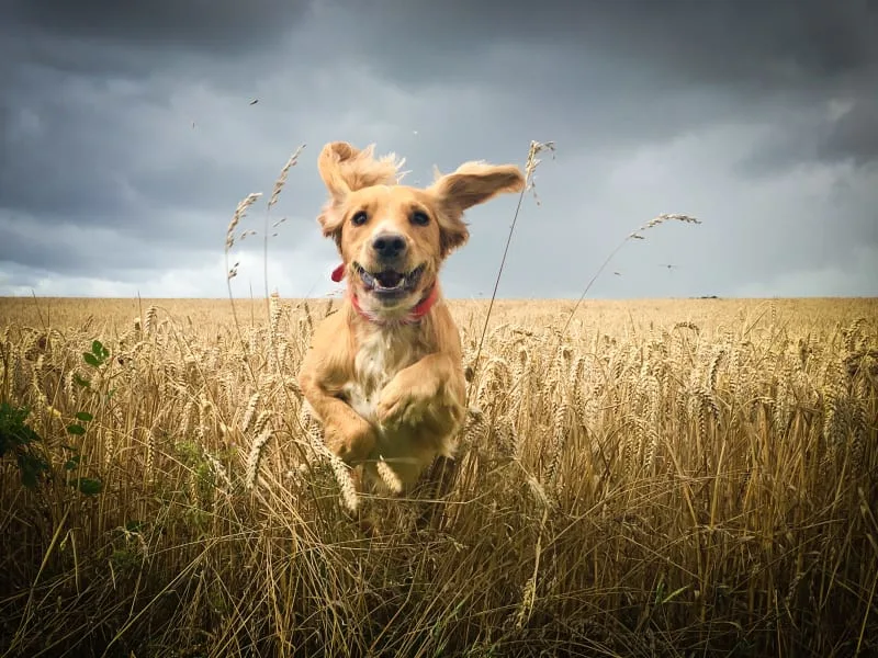 All About Your Dogs ACL (CCL)