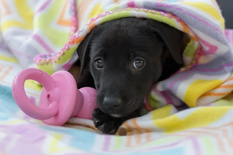 Puppy Teething Tips & Advice for Pet Parents