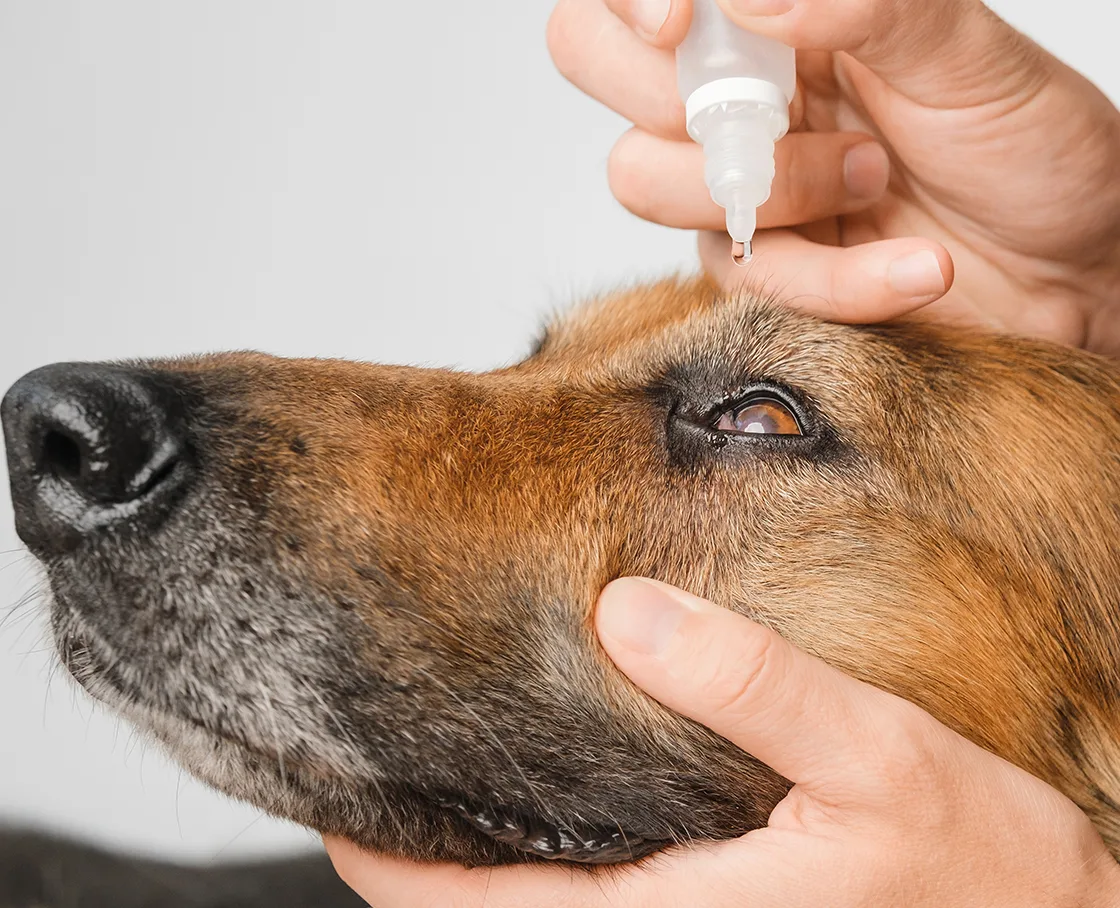 shepherd mix getting eye drops