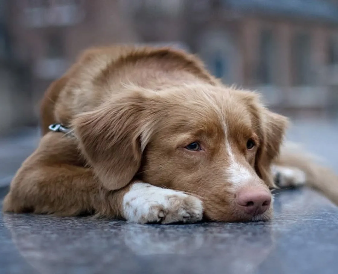 Sad reddish-gold retriever resting its head on its paw, lying on a smooth grey surface outdoors