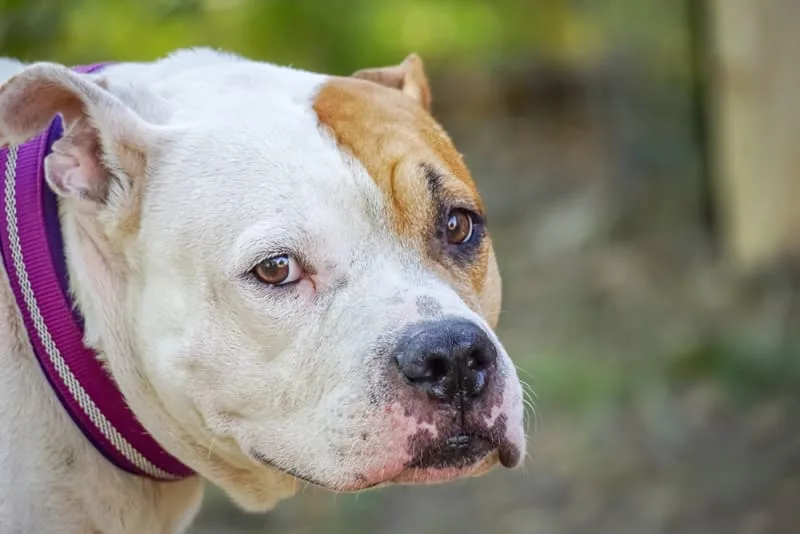 Signs of Hookworm in Dogs & What To Do