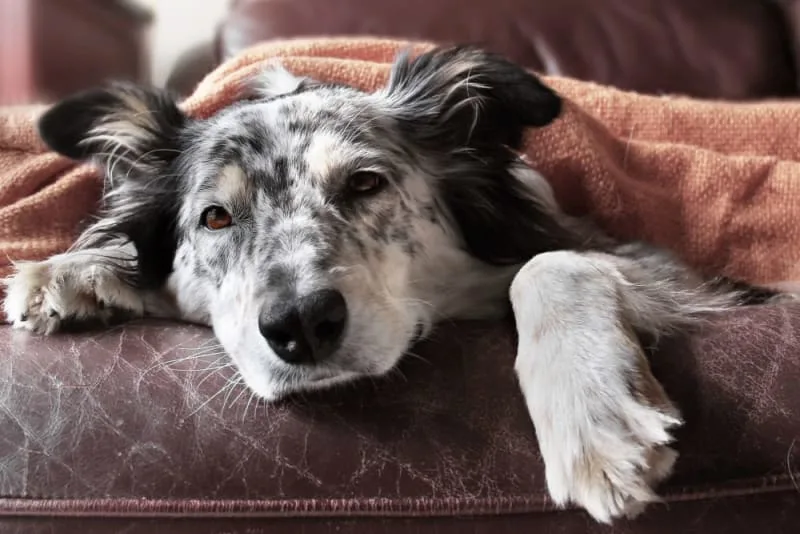 How to Treat Mold Allergies in Dogs