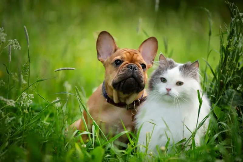 Does My Cat Need a Friend?