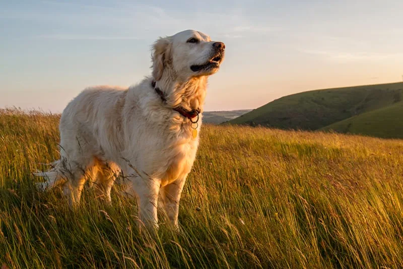 What To Do If Your Dog Is Bitten By a Spider