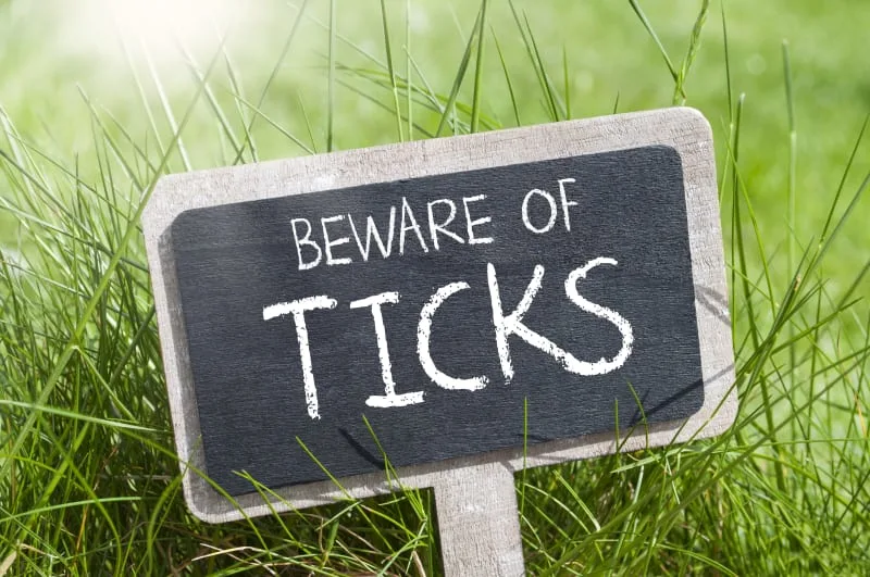 Protecting Your Family, Canine and Otherwise, From Ticks