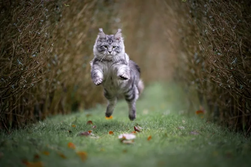 Why Is My Cat Limping?