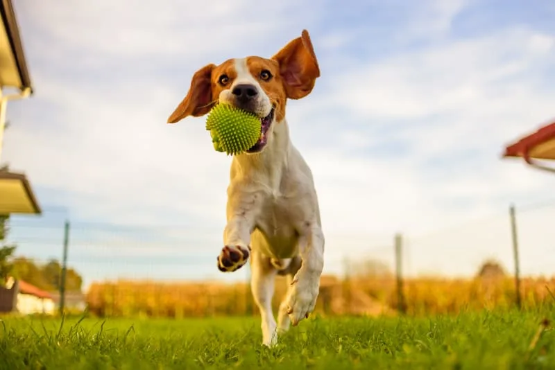 Is it stressful for my pet to attend doggy daycare?