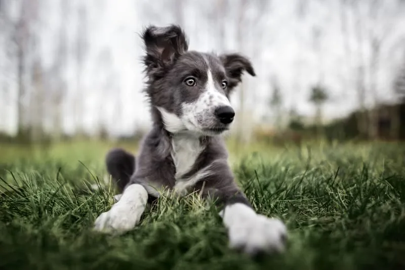 Spaying & Neutering 101 - A Dog Owners Guide