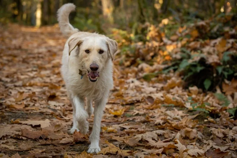 What Happens if a Dog Gets Rabies