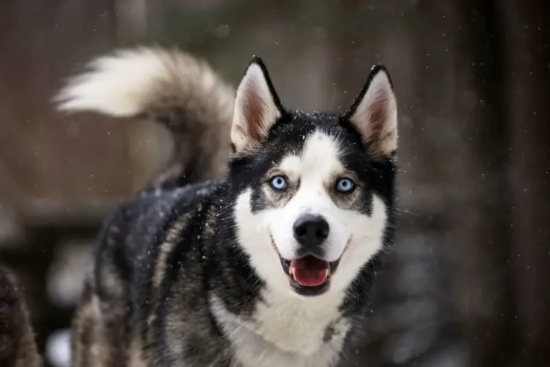 Knee Surgery for Dogs