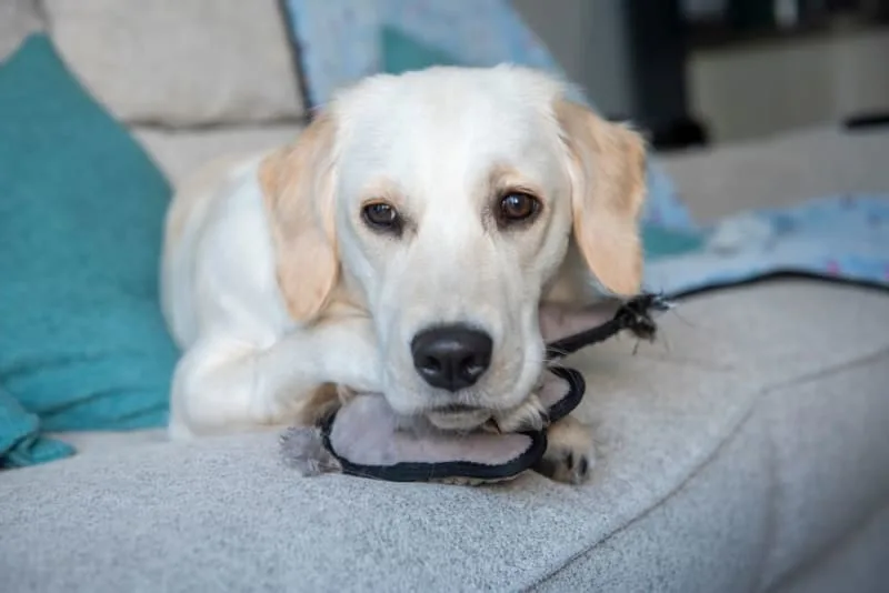 Dog Vaccinations: When & Why To Do It