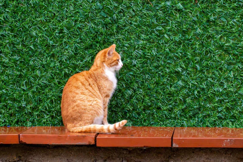 Top 5 Most Common Heart Diseases in Pets