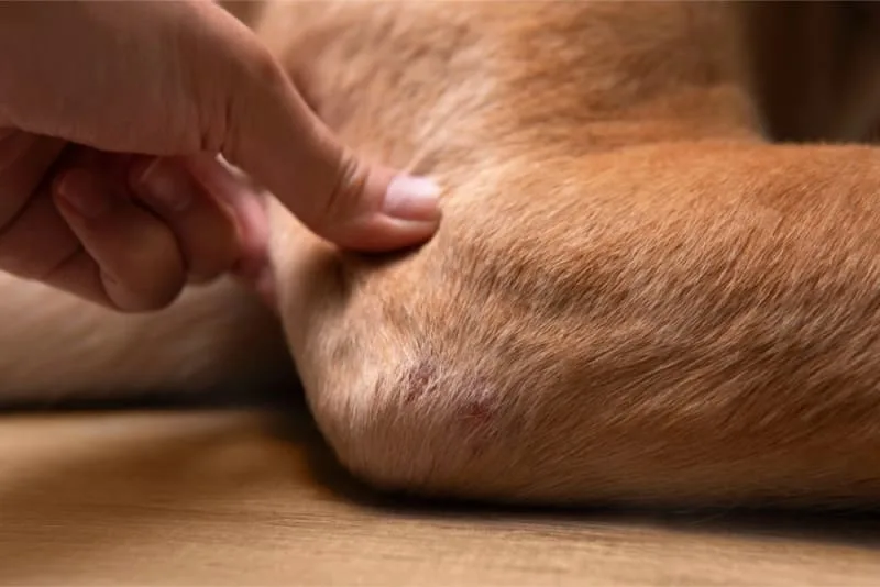 Joint Pain in Dogs - Signs, Causes & Treatment
