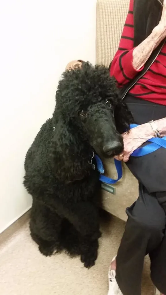 Black poodle in waiting room