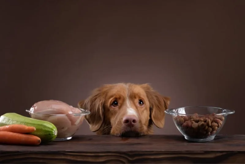 What Should I Feed A Dog With Food Allergies?