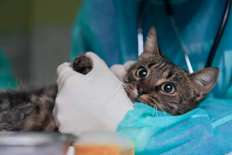 Cat Recovering From Surgery