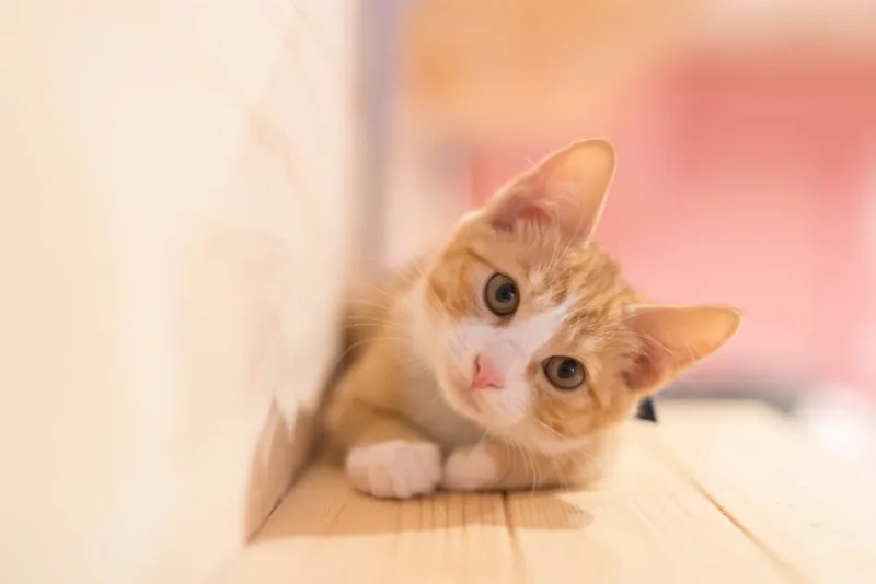 Rabies in Cats