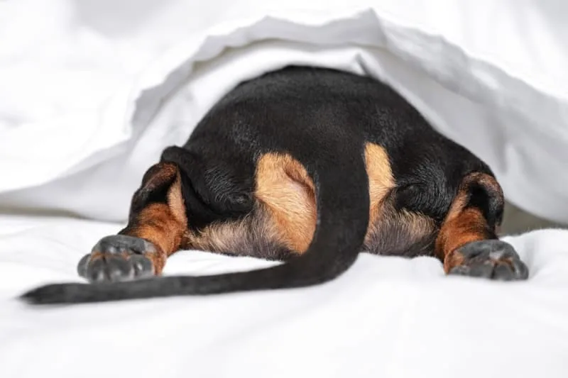 What happens if there's blood in my dog's stool?