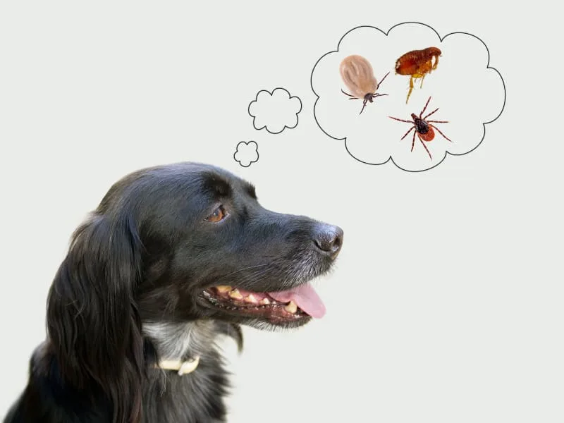 A Guide to Tick-borne Illness and Disease in Dogs