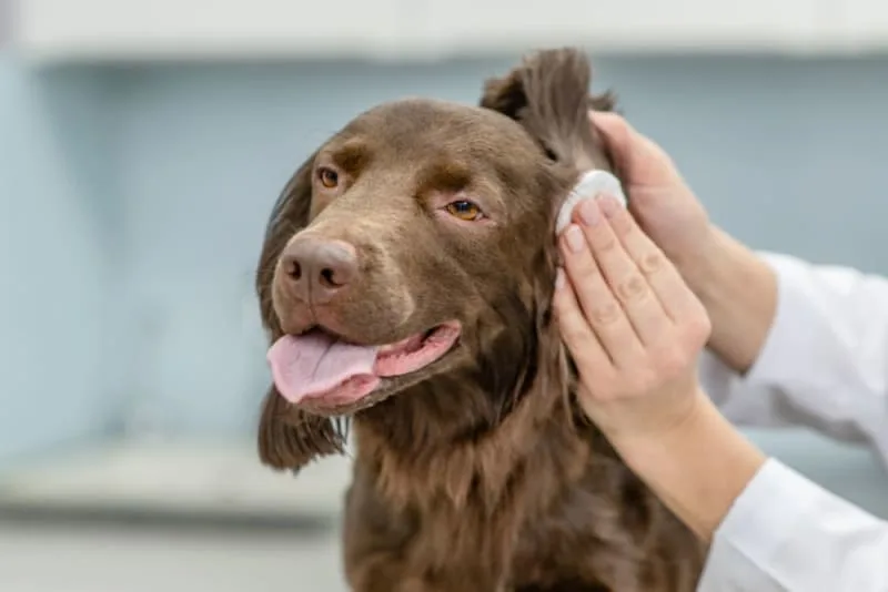 Dog Ear Flush: Procedure, Solutions, & Effective Methods