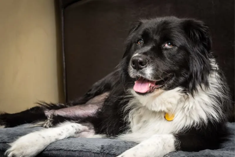 Dog ACL - What is it and how is it treated?