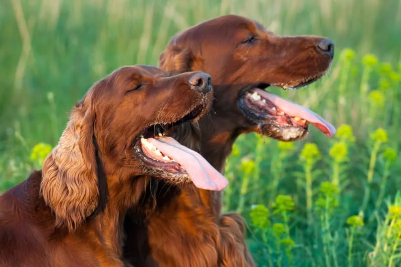 Bad Breath in Dogs: Causes & Remedies
