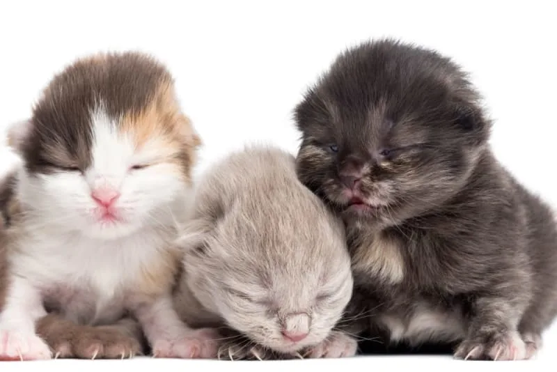 Treating Eye Infections In Kittens