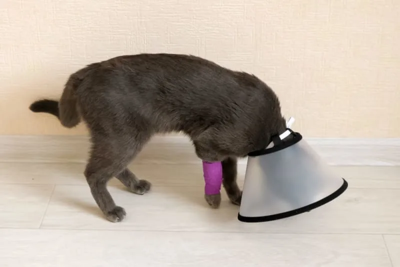Cat Limping