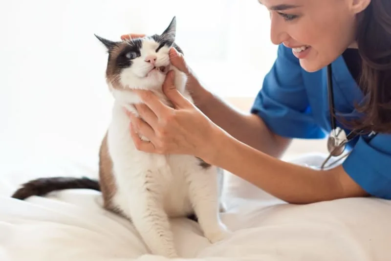 Cat Dental Health: What Every Owner Should Know About Feline Dental Hygiene