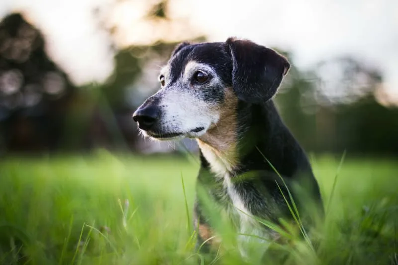 Weight Loss In Older Dogs: When To Worry